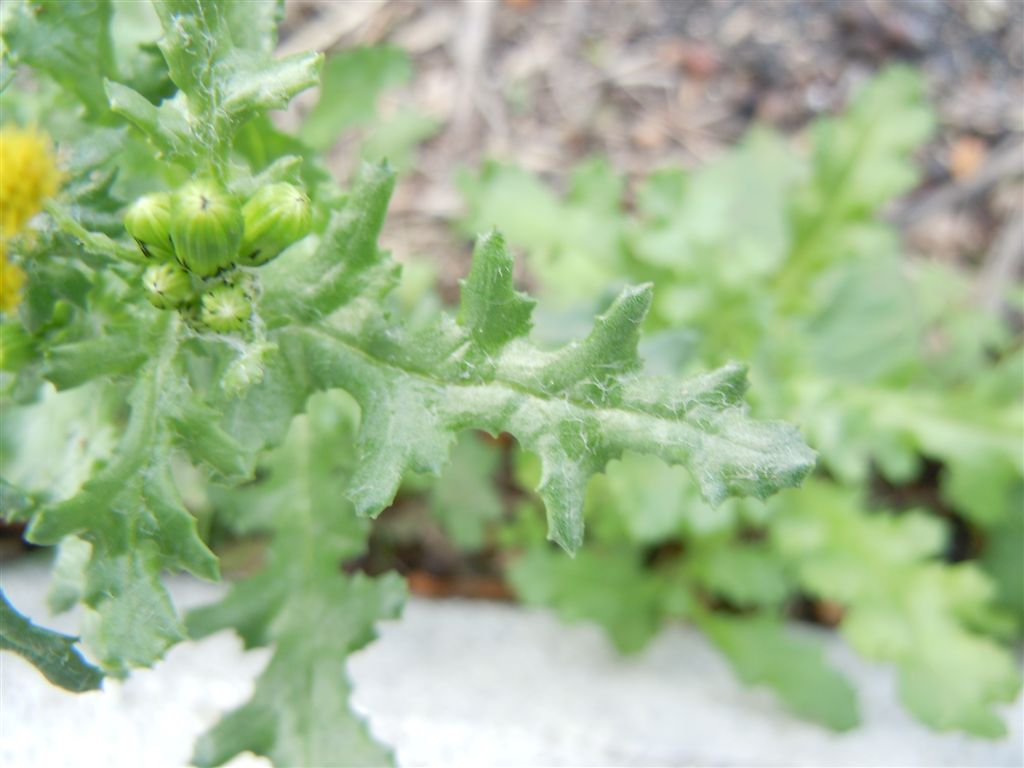 Senecio vulgaris